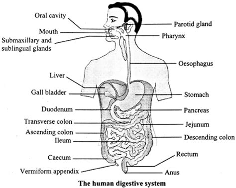 Notes Class 11 Science Biology Chapter 14 Human Nutrition Maharashtra