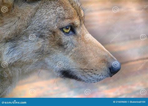 Muzzle The Wolf Stock Photo Image Of Wildlife Mammal 21659600