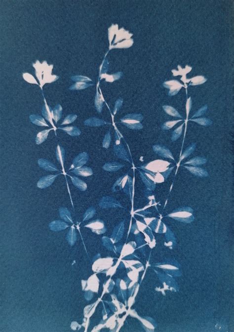 Cyanotype Print By Indigo Moth Botanical Prints Surreal Art