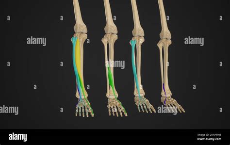 Medical Illustration Of Anterior Muscles Of The Leg Dorsiflexors Stock