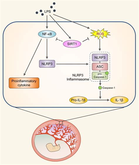 Cells Free Full Text Sirt1 Alleviates Lps Induced Il 1β Production By Suppressing Nlrp3