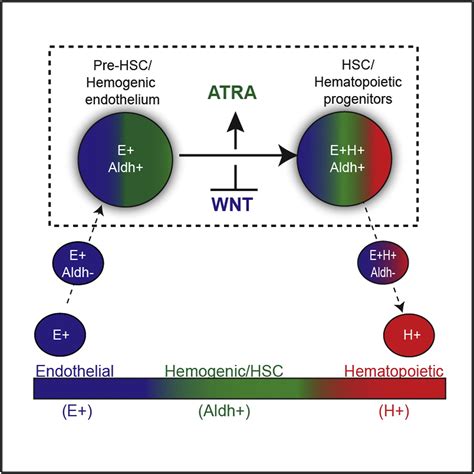 Retinoic Acid Signaling Is Essential For Embryonic Hematopoietic Stem