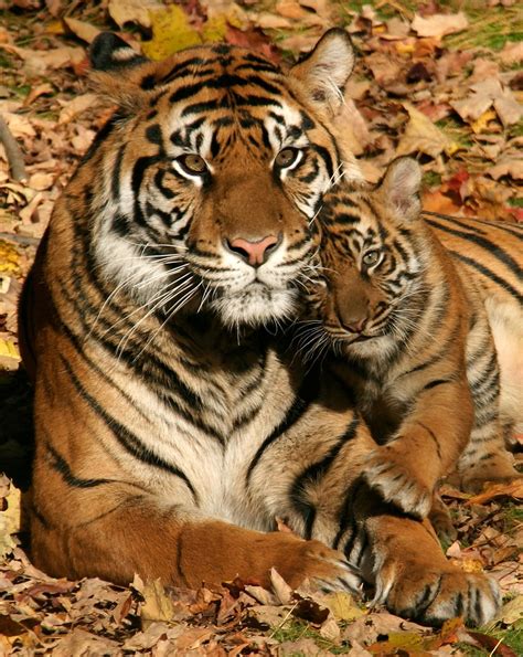 One Pic Baby Tiger With Mom
