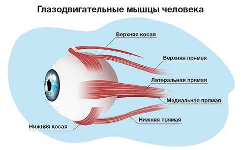 Упражнения для зрения при близорукости
