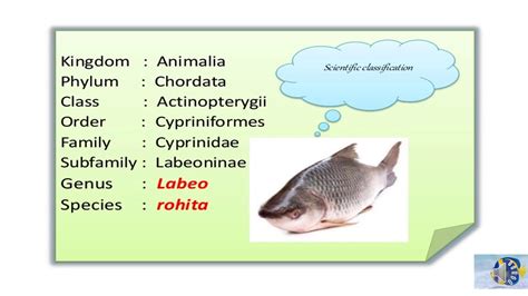 Scientific Classification Of Fish