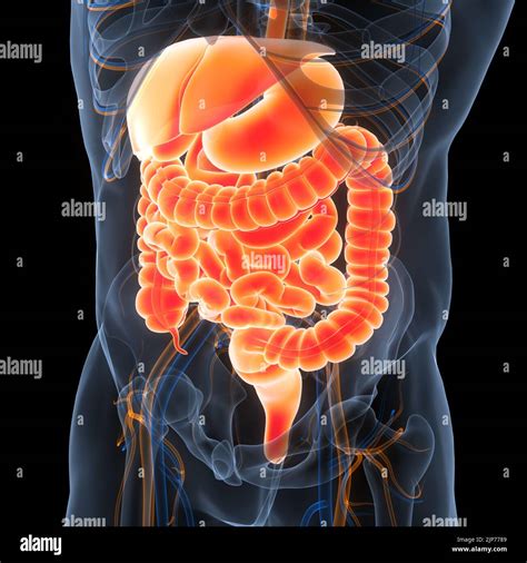 Anatomie Der Menschlichen Verdauungssystem Stockfotografie Alamy