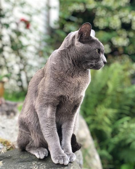 Корат
