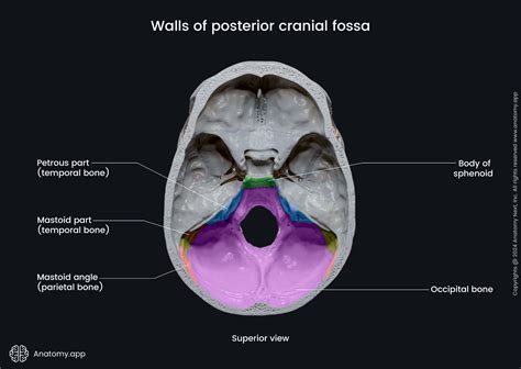 Posterior Cranial Fossa Anatomyapp