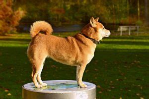 Shiba Inu Ducation Caract Re Sant Prix Budget