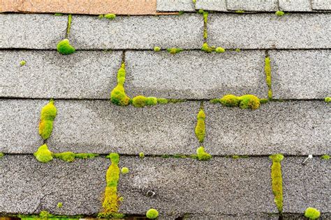 How To Remove Moss Our Go To Method That Works For All Surfaces