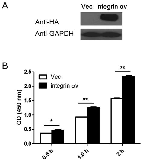 Integrin αv Promotes Proliferation By Activating Erk 12 In The Human