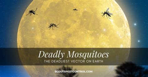 10 Strange Facts About Deadly Mosquitoes