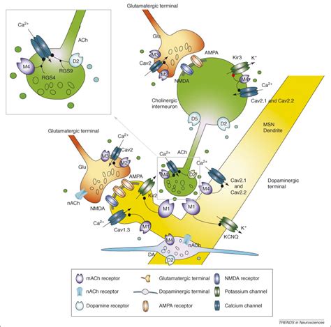 Re Emergence Of Striatal Cholinergic Interneurons In Movement Disorders