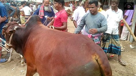 আজ ৯ এপ্রিল২৪ অন্য হাটে বিক্রির জন্য বড় বড় কুরবানির ষাঁড় গরু