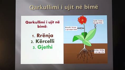 Java Biologji Qarkullimi I Ujit N Bim Dhe Tajitja Te