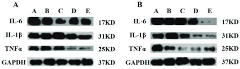 Western Blot Analysis Of Il 6 Il 1β And Tnf α At A 7 Days And B 14