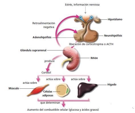 Psicobiología del estrés Mind Map