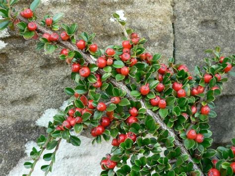 Free Picture Bush Branch Red Berries