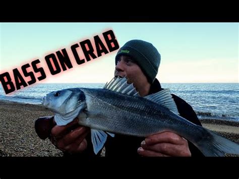 Beach Fishing With Peeler Crab Youtube