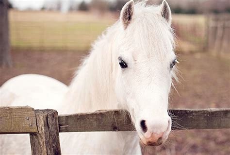 Animals - Secret Valley Wildlife Park & Zoo