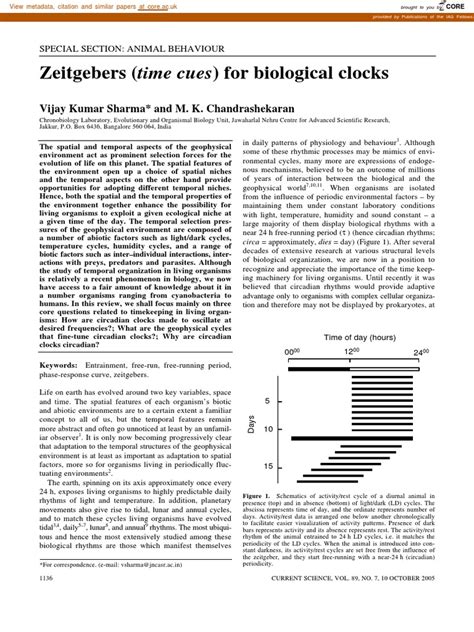 Zeitgebers - Time Cues - For Biological Clocks | PDF | Circadian Rhythm ...