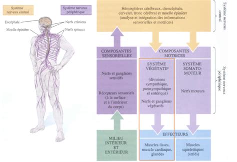 NEUROANAT Chap 6 Neuroanatomie des fonctions végétatives Cartes