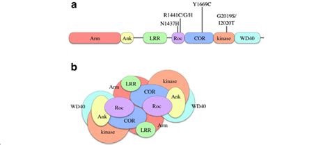 Overview Of Lrrk2 Domain Organization A Linear Model Of The Lrrk2