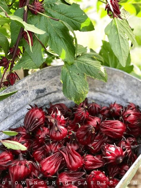 How To Grow Roselle Hibiscus Growing Jamaican Sorrel Roselle Plant