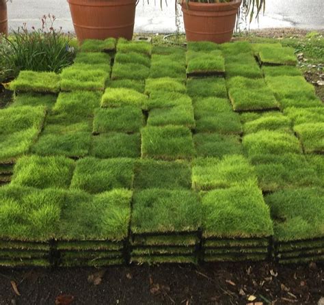 240 X Plant Tiles Of No Mow Zoysia Tenuifolia Delivered And Waiting To Be Placed In Their New