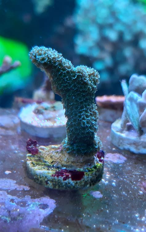 Montipora Silver Surfer Wysiwyg CommunityCorals