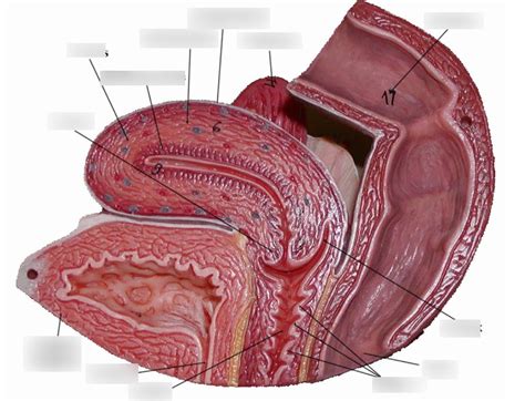 Interior Vagina Diagram Quizlet