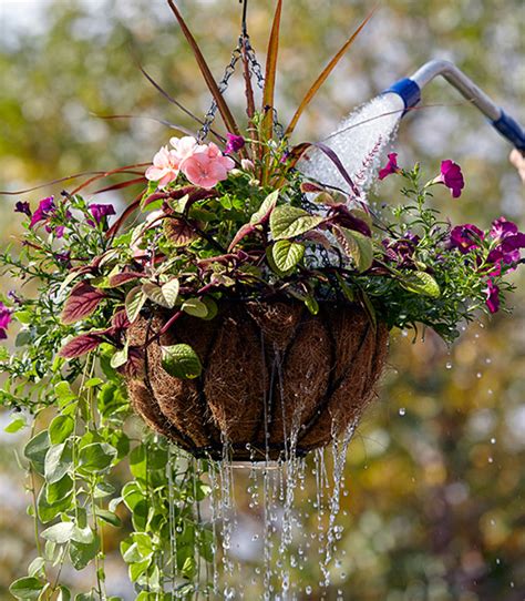 Hanging Basket Watering Tips Garden Gate