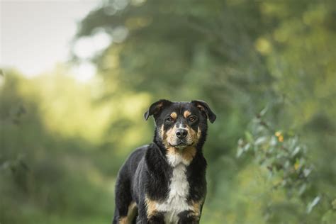 Pecanon Chiots Nordiques