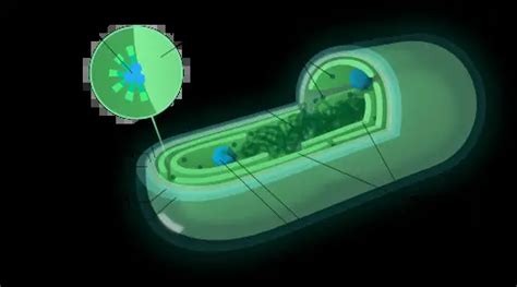 Anabaena Under Microscope Labeled