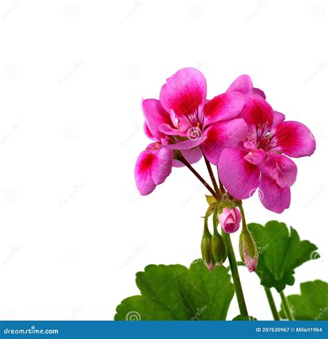 Flores De Pelargonio De Geranio Rosa Aisladas Sobre Blanco Imagen De