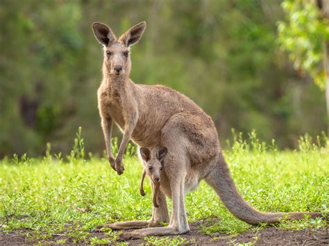 Trois Esp Ces De Kangourous Fossiles G Ants D Couverts En Australie