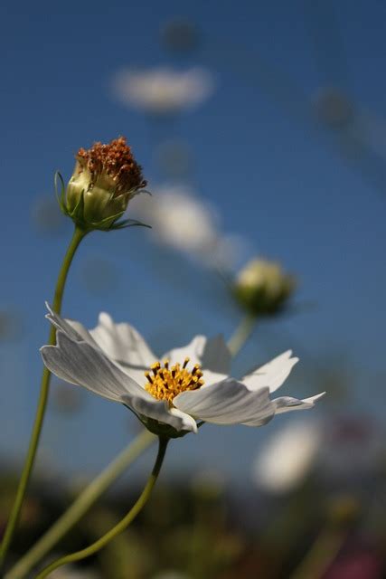 Kosmos Blume Natur Kostenloses Foto Auf Pixabay Pixabay