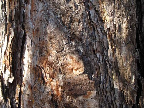 Crni Bor Pinus Nigra Plantea