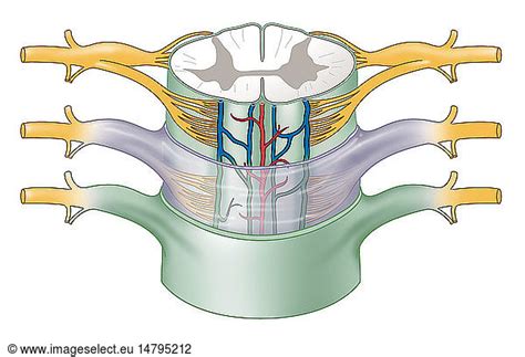 Meninges Meninges Drawing The Meninges The Dura Mater Arachnoid And Pia Mater Cover And