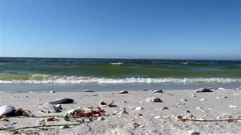 Pinellas County Ups Red Tide Response With High Concentrations Found On Beaches Fox 13 Tampa Bay