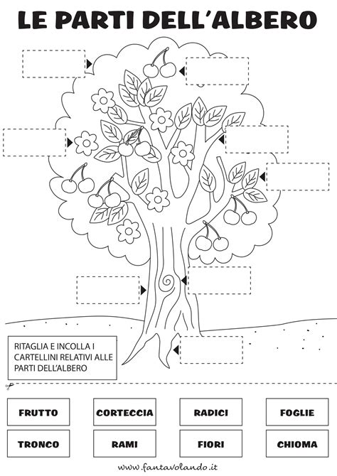 Verifica Sulle Piante Scuola Primaria Classe Seconda