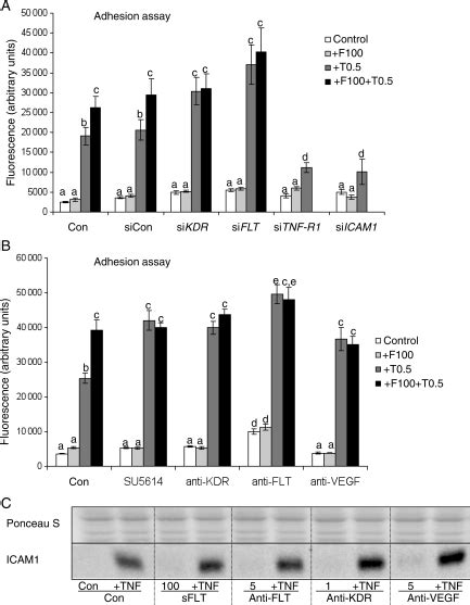 HL60 leucocyte adhesion upon TNF α treatment is significantly increased