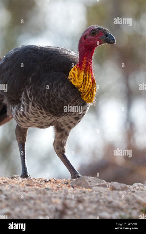 Australian Brush Turkey Male With Wattle Stock Photo Alamy