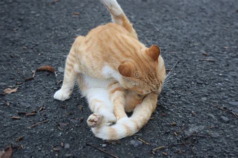 Cute Village Cats Stock Image Image Of Puppy Carnivore 314543875