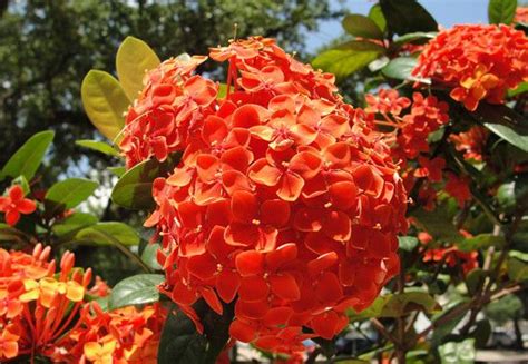 Bright Orange Hydrangea Blooms