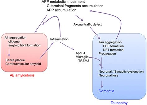 Frontiers Reconsideration Of Amyloid Hypothesis And Tau Hypothesis In