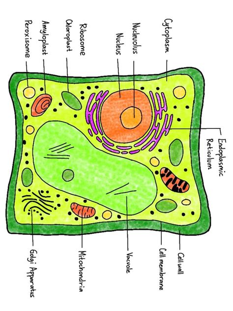 PLANT CELL DRAWING | Plant cell drawing, Animal cell drawing, Plant cell