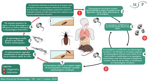 Atlas Virtual De Parasitologia