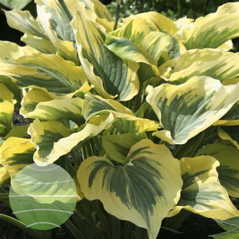 Hosta Liberty Walter Blom Plants Bv