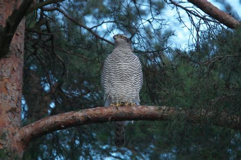 Goshawk Symbolism Meaning Totem Spirit Omens World Birds